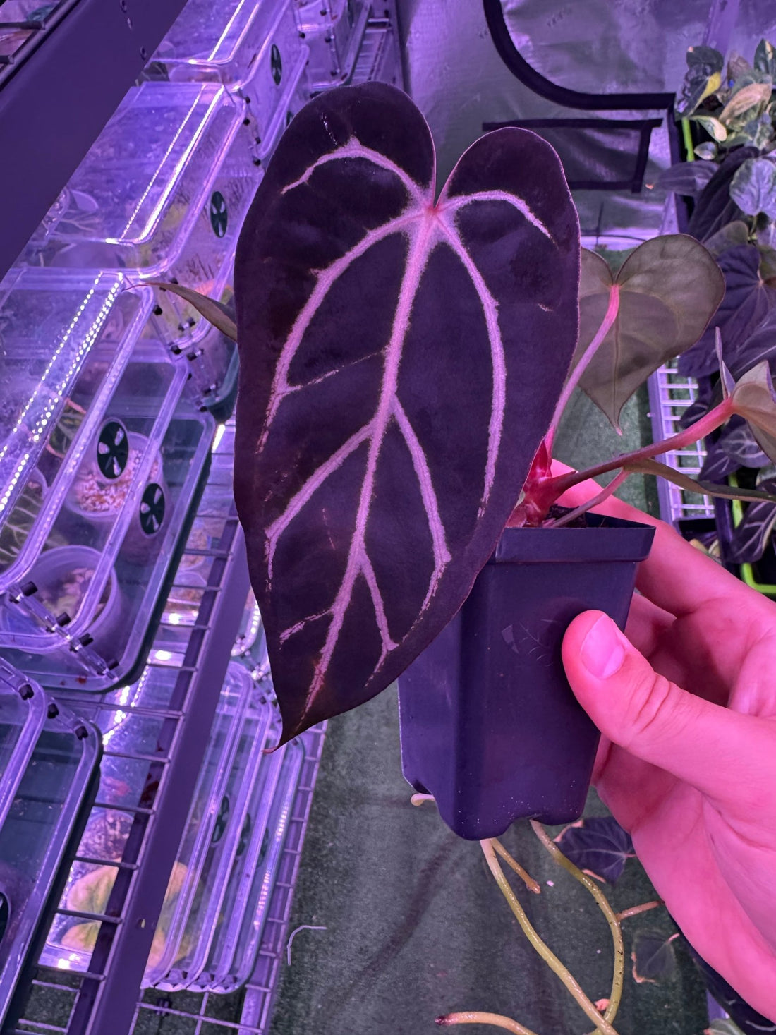 Anthurium Carlablackiae (Round x GPH001) x GPH001 (BACKCROSS)—Exact Plant A - Granthuriums