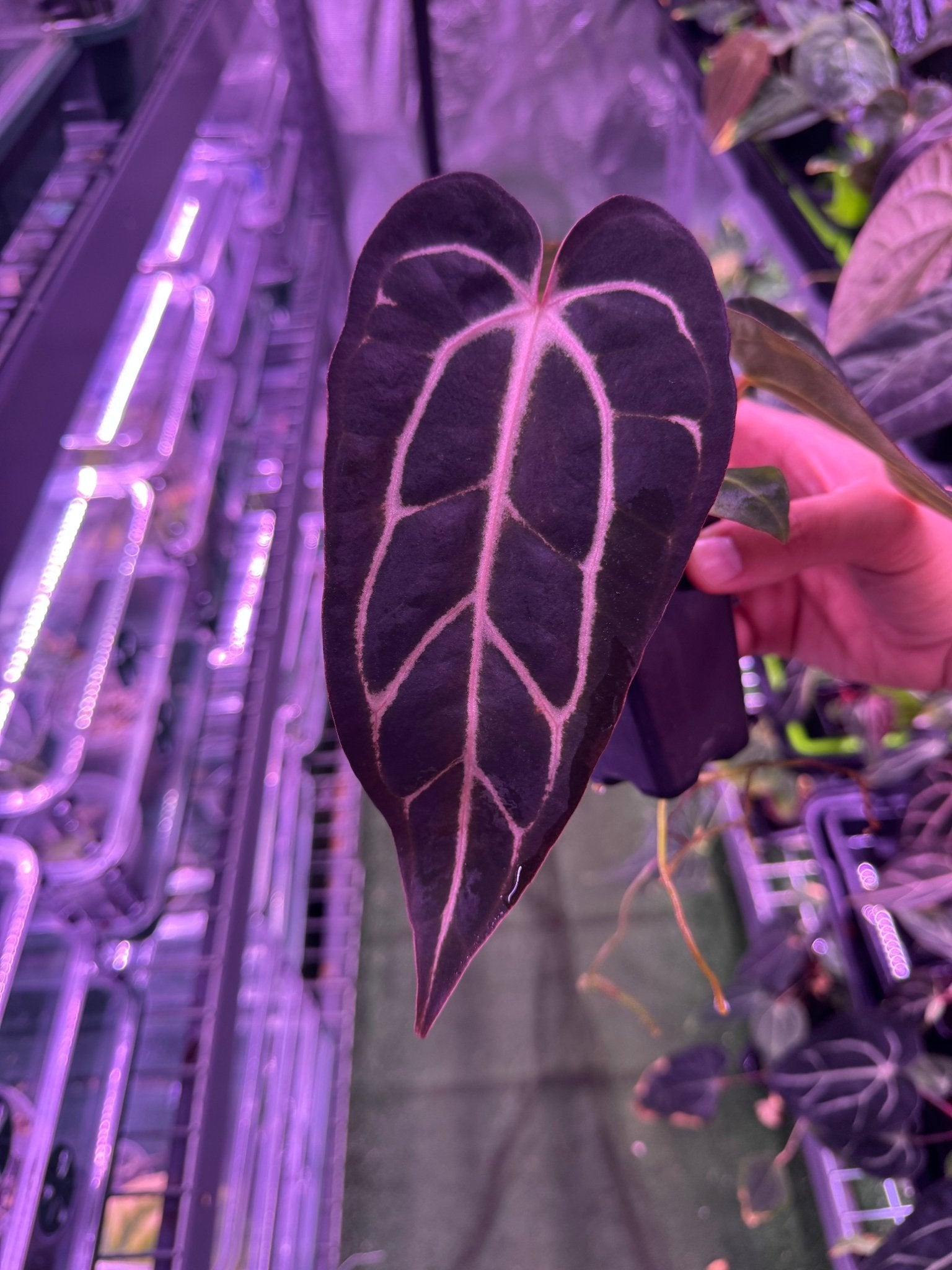 アンスリウム　Anthurium carlablackiae Anthurium carlablackiae 'Yard' x (besseae aff x splendidum