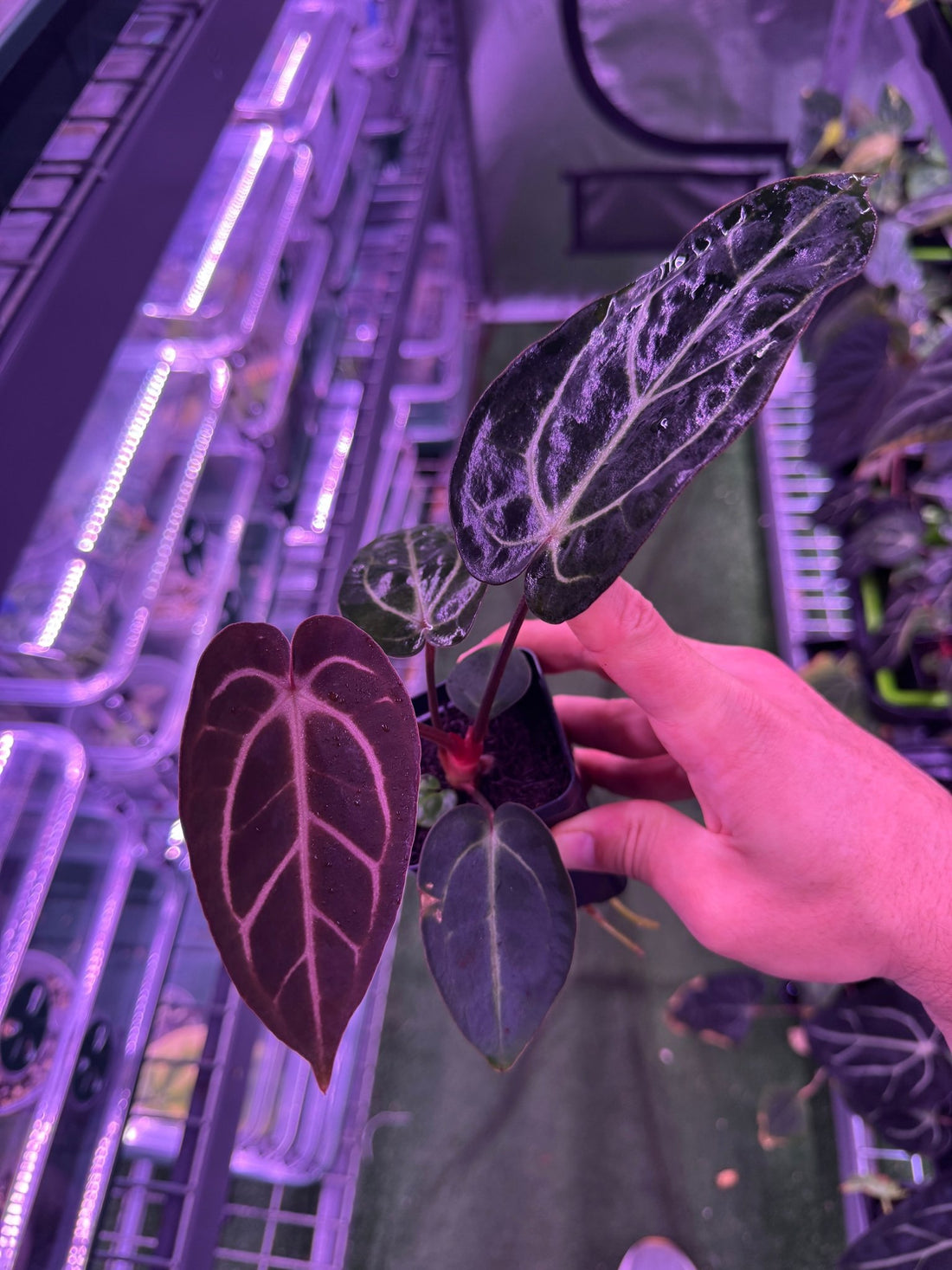 Anthurium Carlablackiae (Round x GPH001) x GPH001 (BACKCROSS)—Exact Plant C - Granthuriums