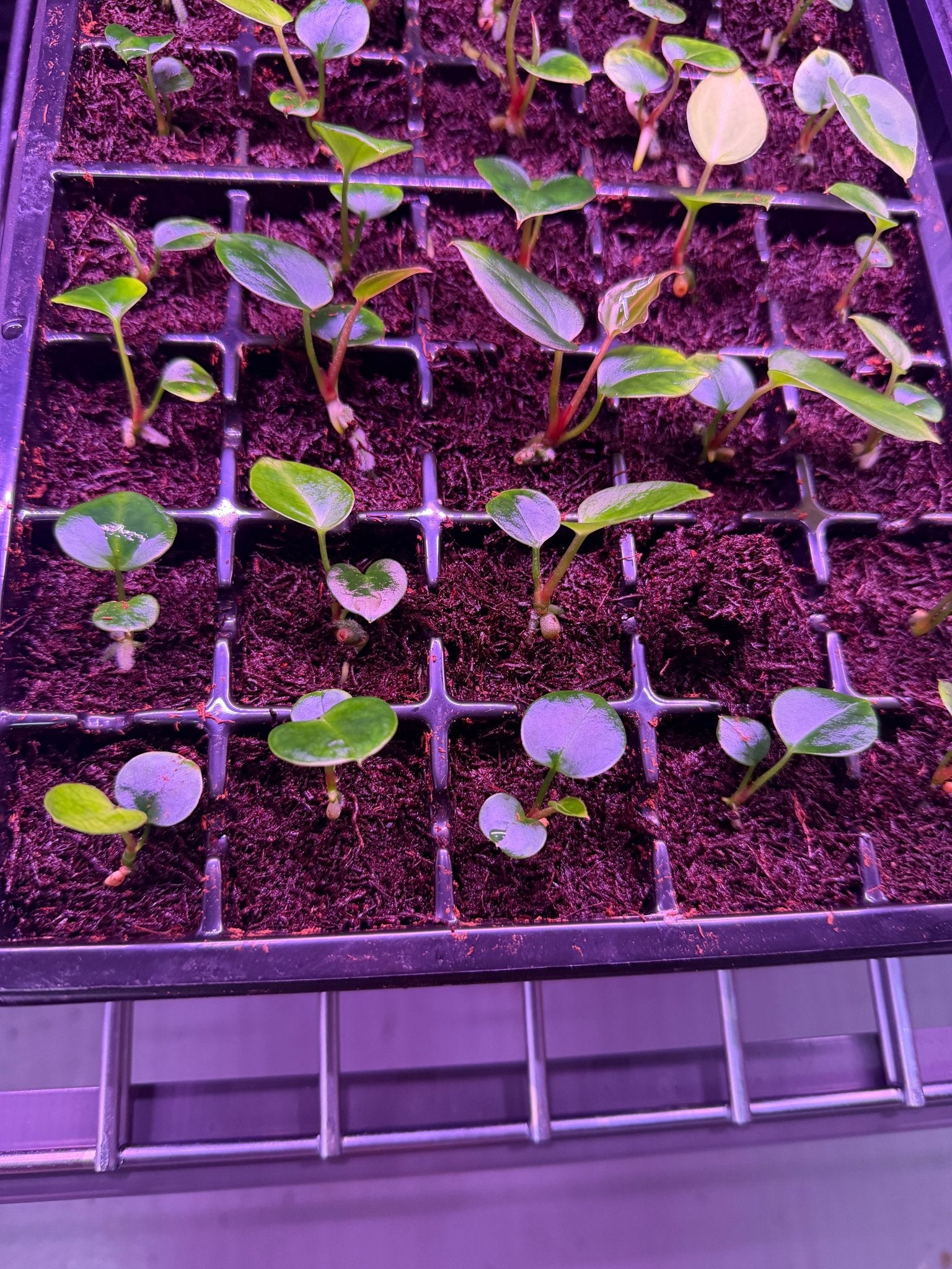 Anthurium Carlablackiae Round x KOS Small Seedlings – Granthuriums