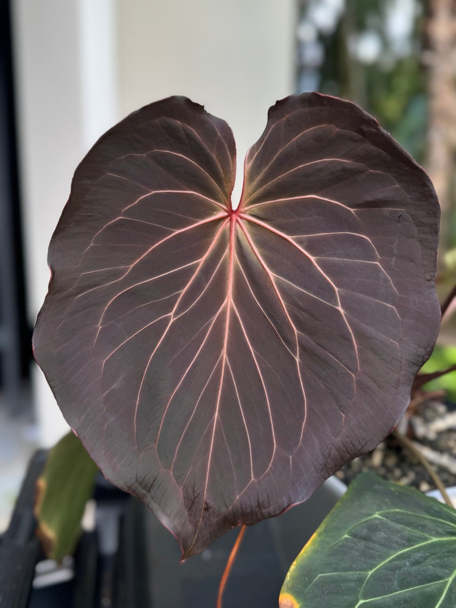 Anthurium Carlablackiae Round x KOS—Limited Release Small Seedlings - Granthuriums