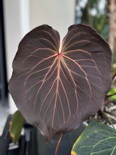 Anthurium Carlablackiae Round x KOS—Limited Release Small Seedlings - Granthuriums