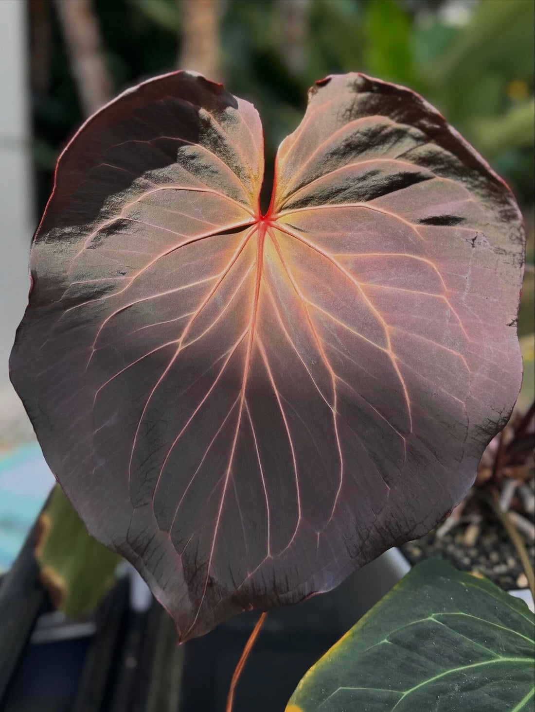 Anthurium Carlablackiae Round x KOS—Limited Release Small Seedlings - Granthuriums