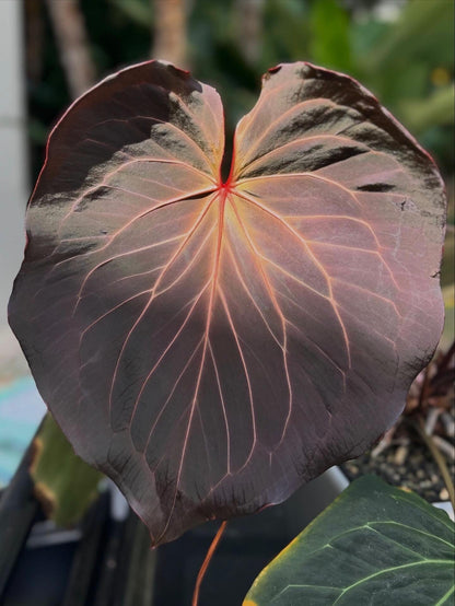 anthurium compactum Anthurium Carlablackiae Round x KOS Small Seedlings – Granthuriums