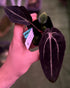 Anthurium carlablackiae "Venom" x GPH001—Exact Seedling - Granthuriums
