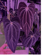 Anthurium Carlablackiae Venom x GPH001 - Exact Seedling - Granthuriums