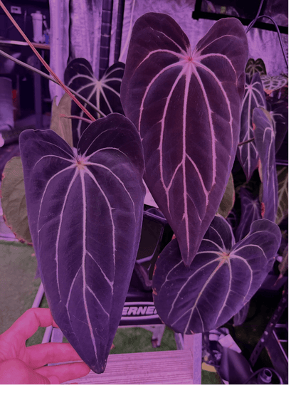 Anthurium Carlablackiae Venom x GPH001 - Exact Seedling - Granthuriums