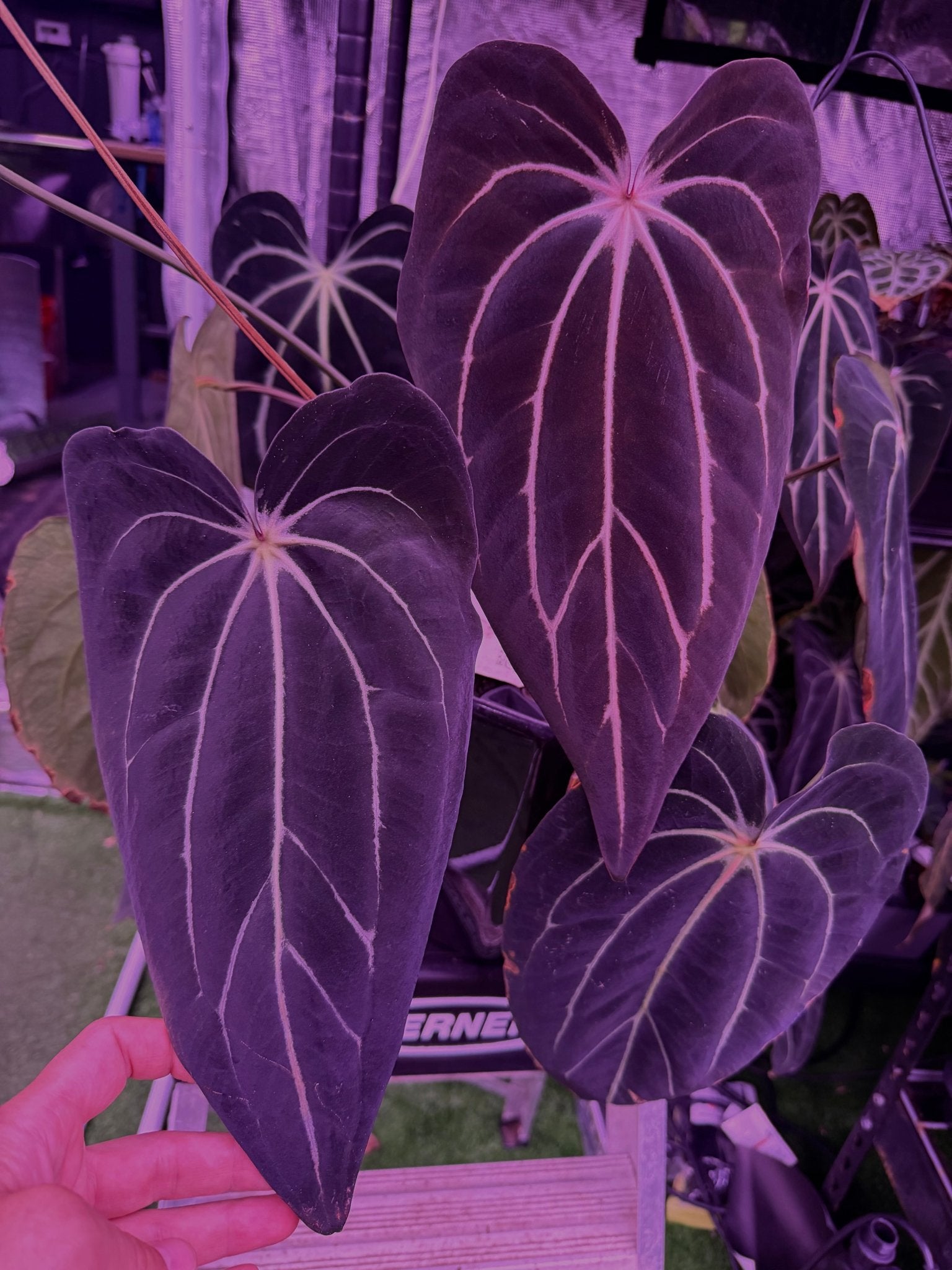 Anthurium carlablackiae Plants | Granthuriums