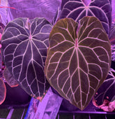Anthurium Chocolate Crystallinum 1 x Self—Exact Seedling - Granthuriums