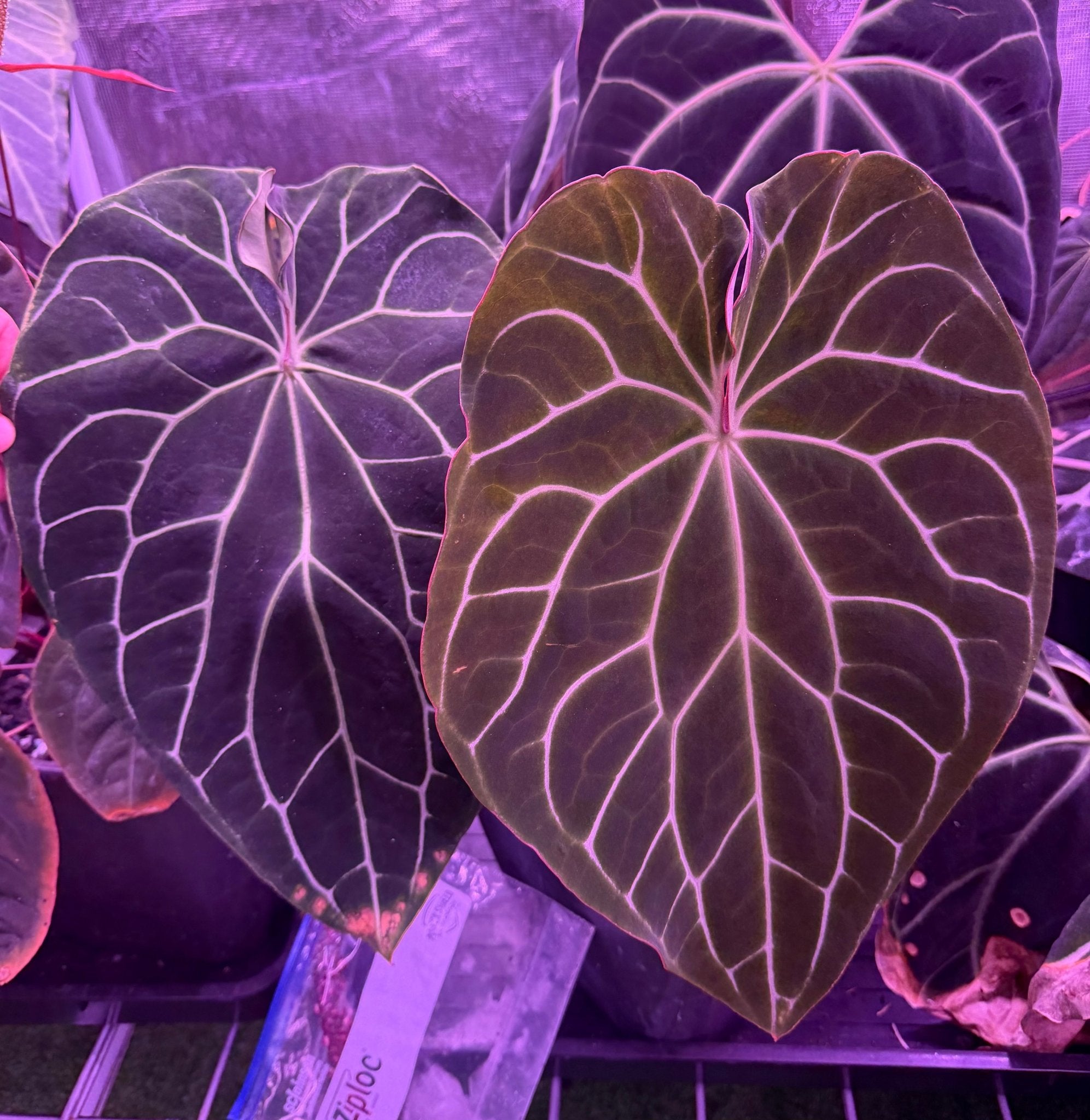 Anthurium Chocolate Crystallinum 1 x Self—Exact Seedling - Granthuriums