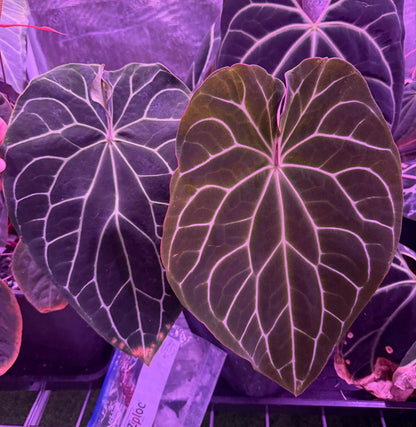 Anthurium Chocolate Crystallinum 1 x Self—Exact Seedling - Granthuriums