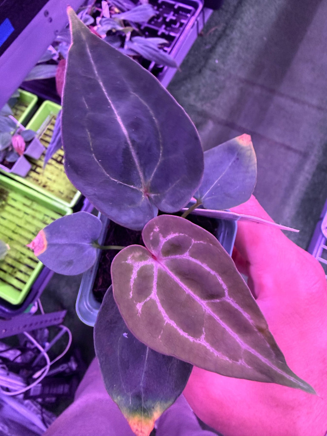 Anthurium Chocolate Crystallinum 1 x Self—Exact Seedling - Granthuriums