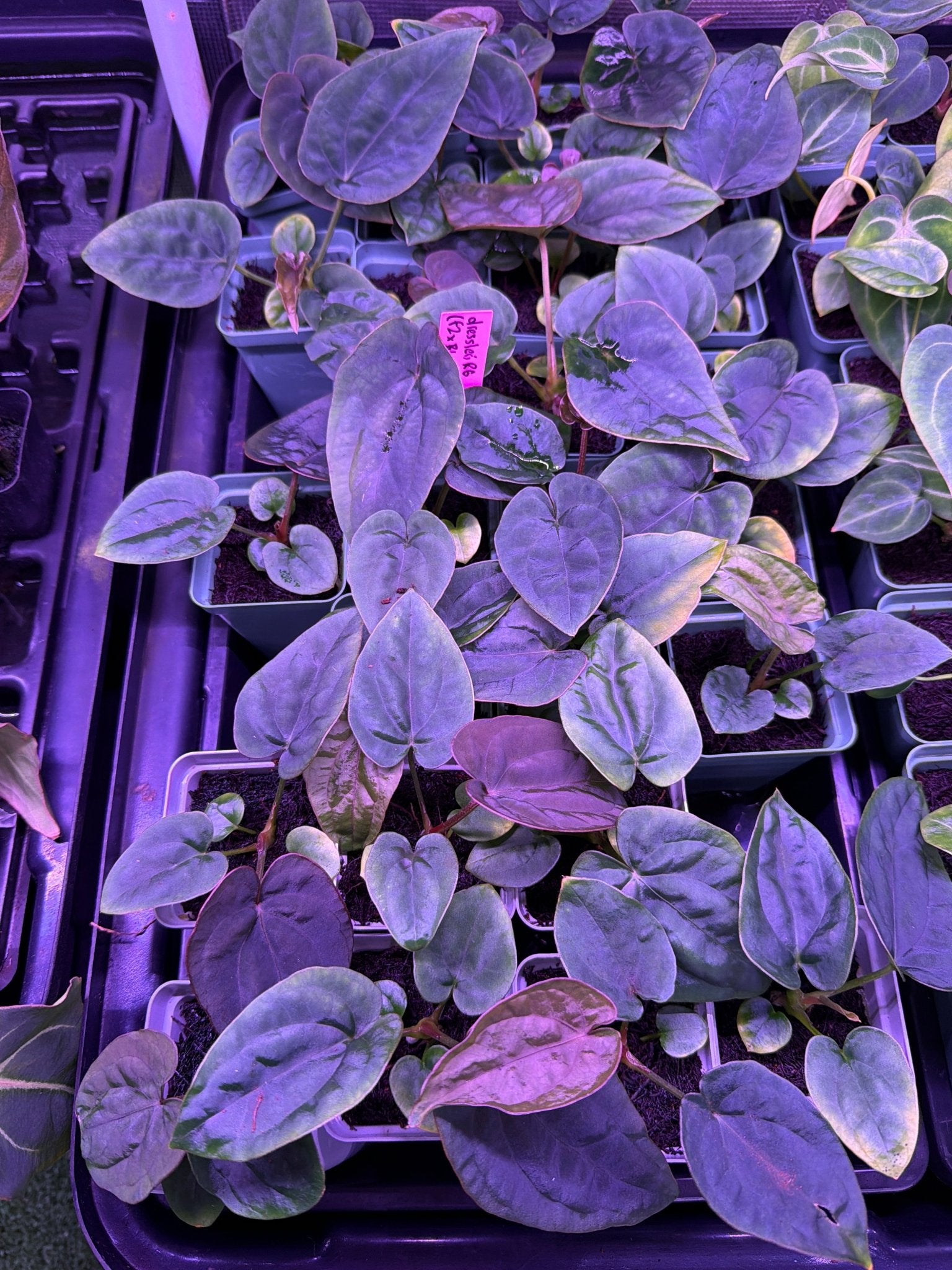 Anthurium Dressleri RG (F2 Dark Clone x Black) x F1A—Small/Medium