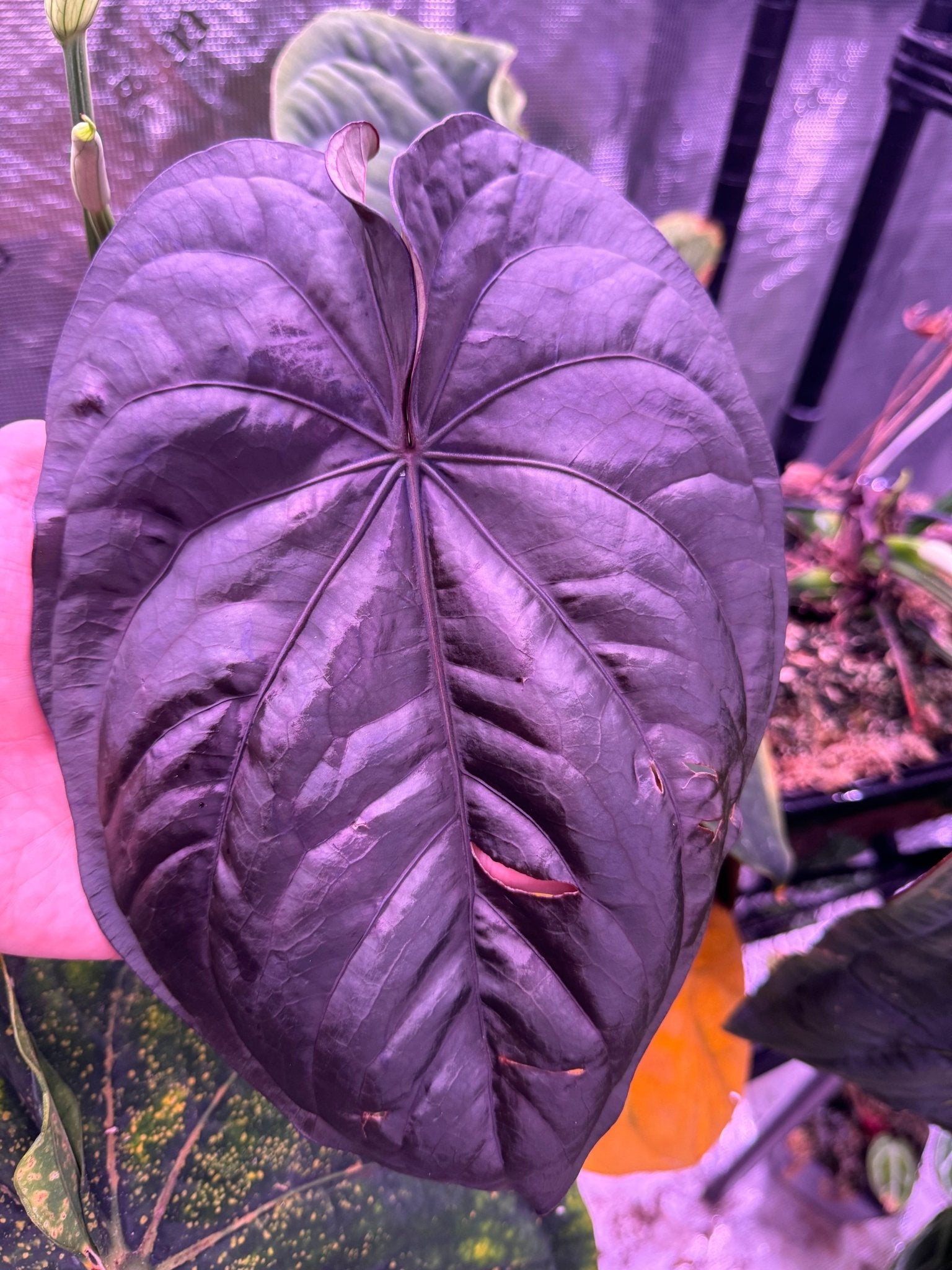 Anthurium dressleri RG F2 dark clone x self exact plant - Granthuriums