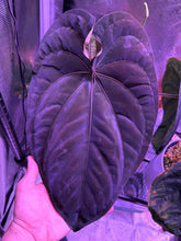 Anthurium dressleri RG (F2 x Black) x F1b—Exact Seedling - Granthuriums