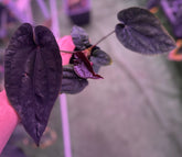 Anthurium dressleri RG (F2 x Black) x F1b—Exact Seedling - Granthuriums