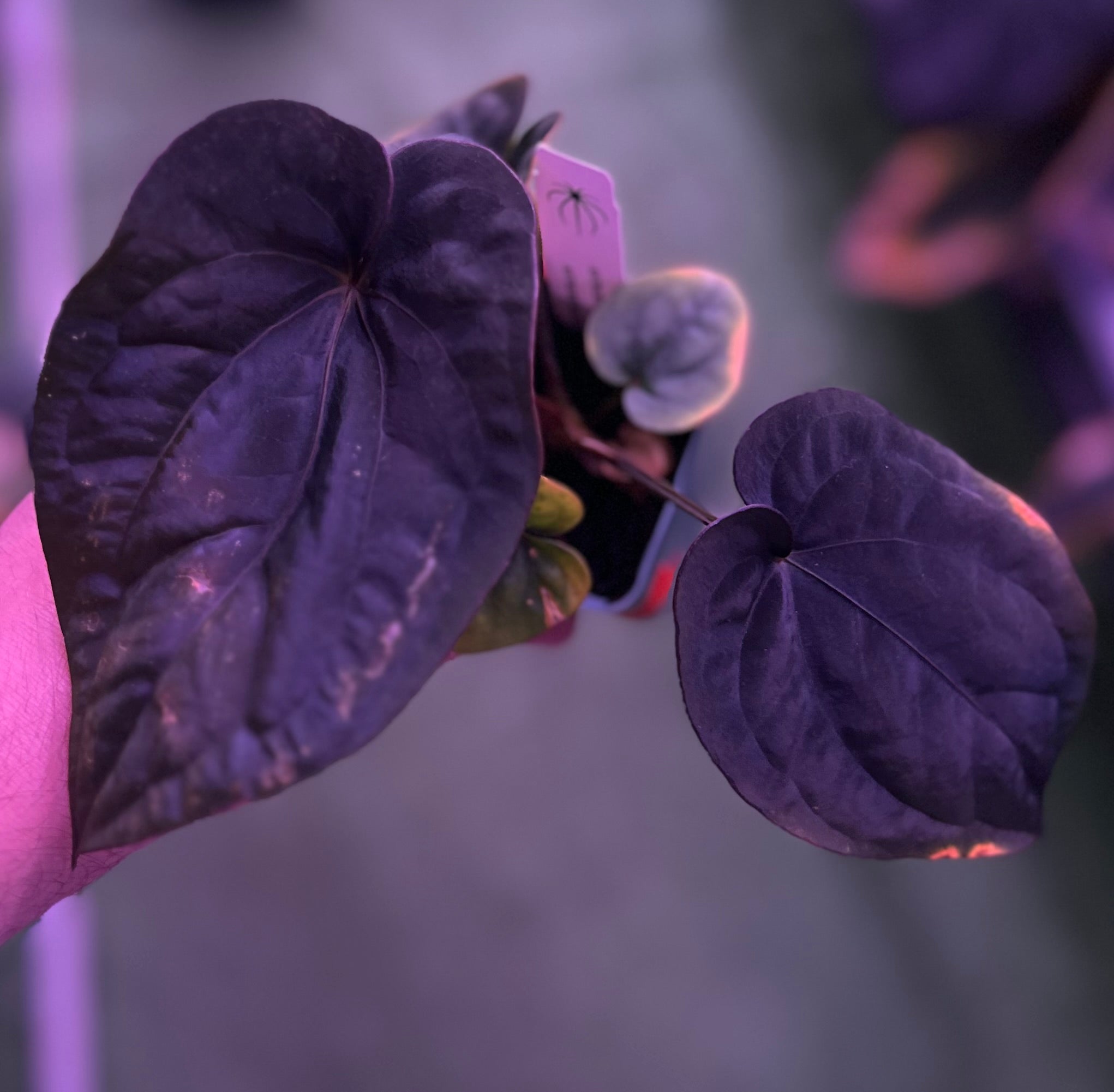 Anthurium dressleri Plants | Granthuriums