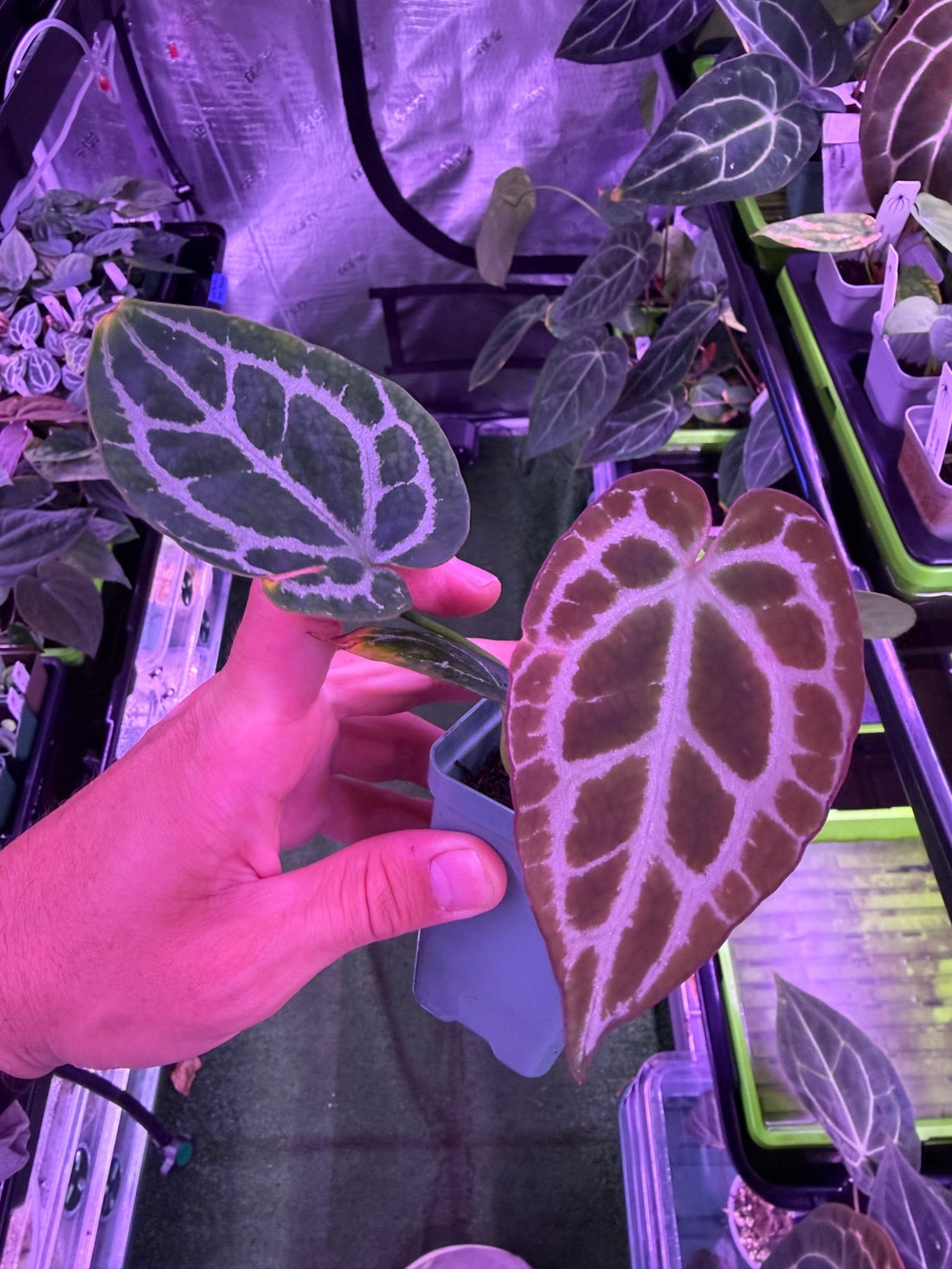 Anthurium Heinz x Labyrinth—Exact Seedling - Granthuriums