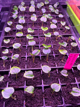 Anthurium Kuna PM5 x Night Dragon - Small Seedlings - Granthuriums
