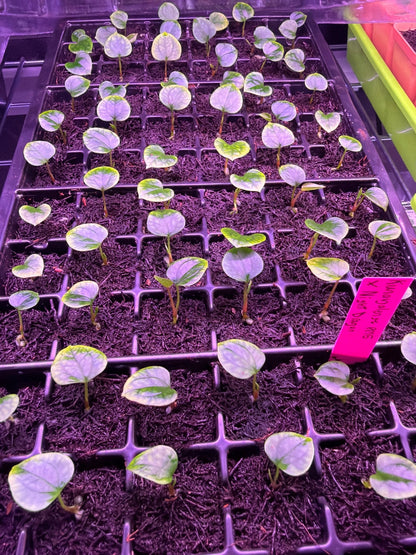 Anthurium Kuna PM5 x Night Dragon - Small Seedlings - Granthuriums