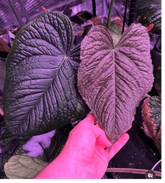 Anthurium Kunayalense PM5 x ((Dress x Carla) x Splendidum)—Small Seedlings - Granthuriums