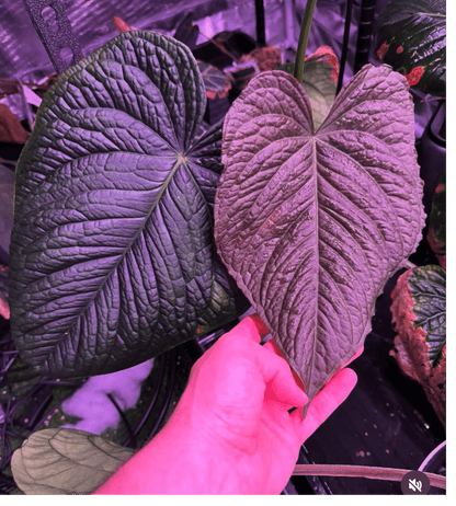 Anthurium Kunayalense PM5 x ((Dress x Carla) x Splendidum)—Small Seedlings - Granthuriums