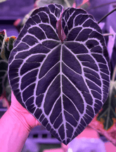 Anthurium Labyrinth x Heinz- Granthuriums