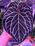 Anthurium Labyrinth x Heinz- Granthuriums