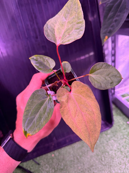Anthurium Night Dragon x Dorito Port - Exact Seedling (A) - Granthuriums