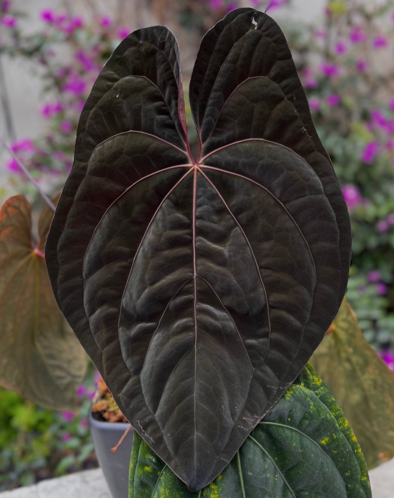 Anthurium Night Dragon x Dorito Port--Exact Seedling (A