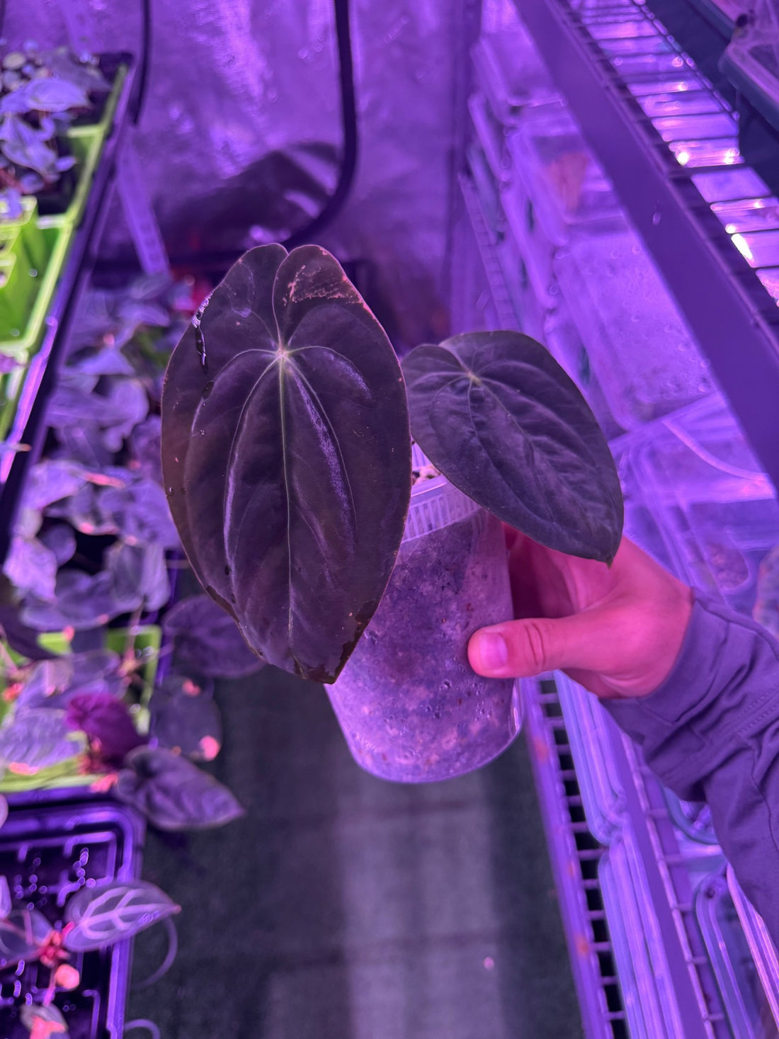 Anthurium Papillilaminum RA5 Clone—Established division - Granthuriums