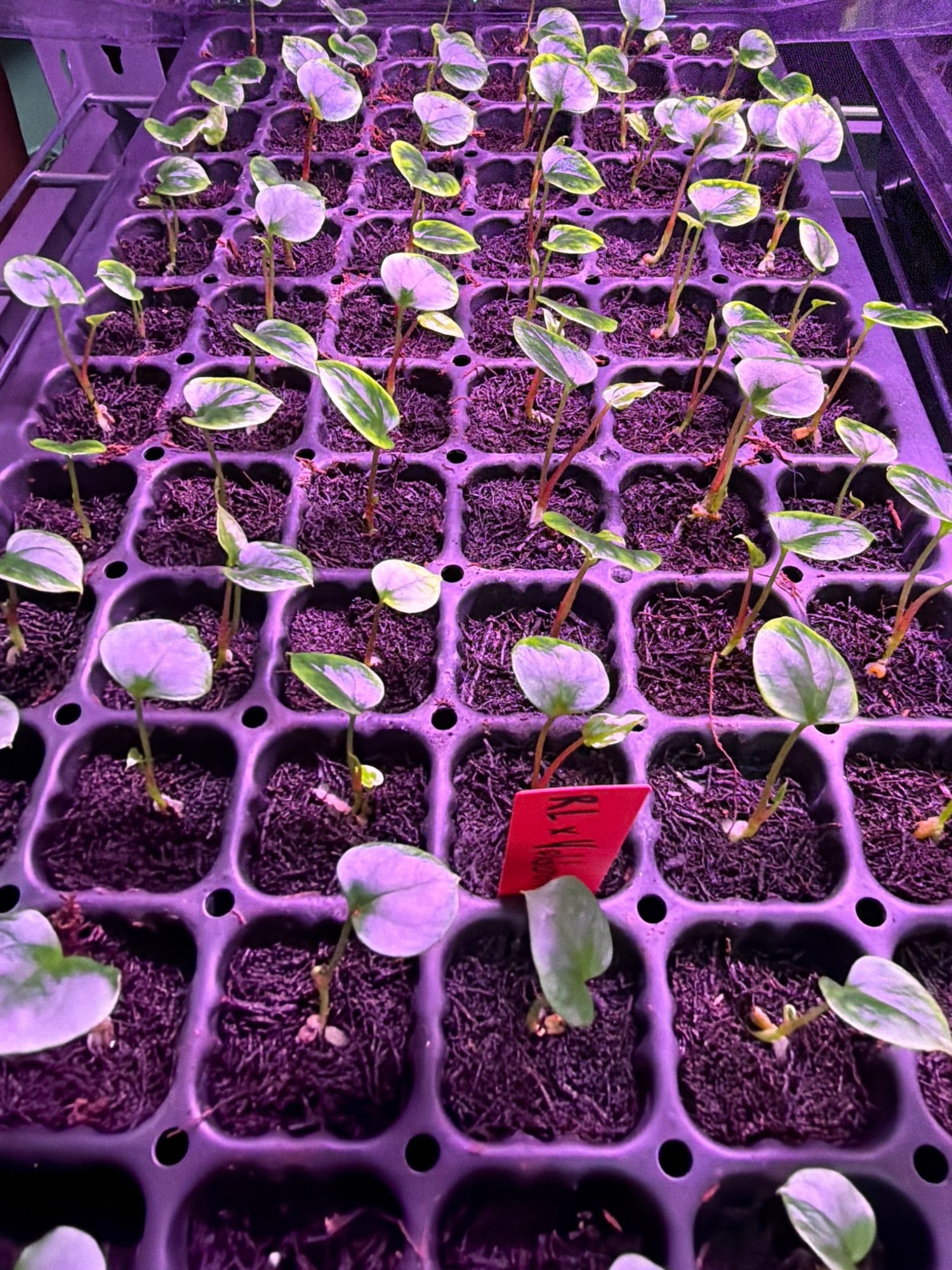 Anthurium Papillilaminum Ralph Lynam x Voldemort—Small Seedlings - Granthuriums