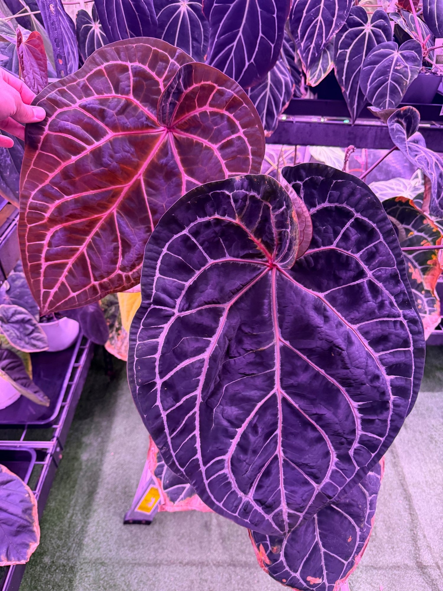 Anthurium Red Crystal Premium x Red Crystal SKG - Medium Seedlings - Granthuriums