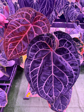 Anthurium Red Crystal Premium x Red Crystal SKG - Medium Seedlings - Granthuriums