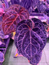Anthurium Red Crystal Premium x Red Crystal SKG - Medium Seedlings - Granthuriums