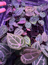 Anthurium Red Crystal Premium x Red Crystal SKG - Medium Seedlings - Granthuriums