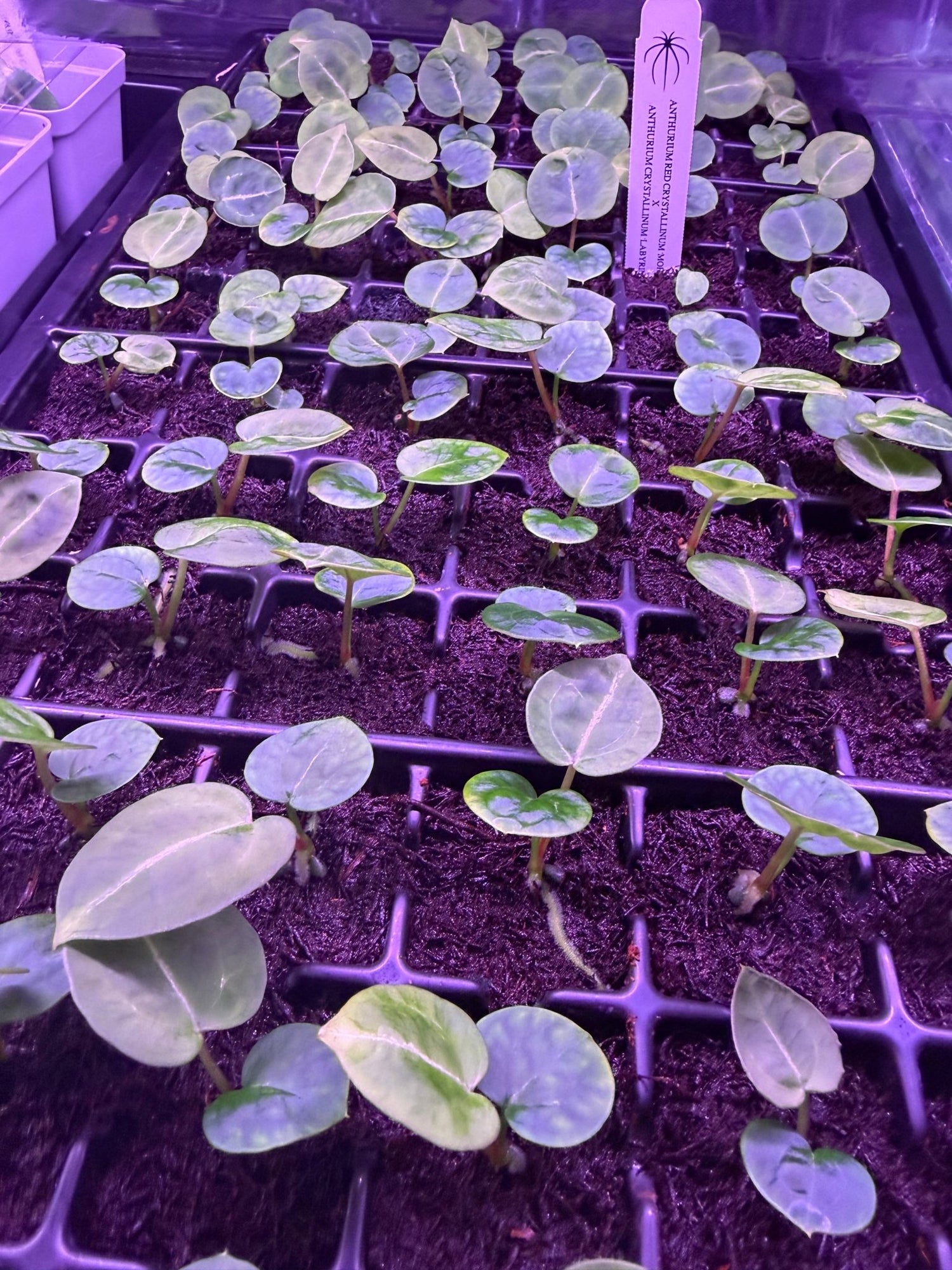 Anthurium Red Crystallinum Mohawk x Labyrinth - Small Seedlings - Granthuriums