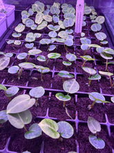 Anthurium Red Crystallinum Mohawk x Labyrinth - Small Seedlings - Granthuriums