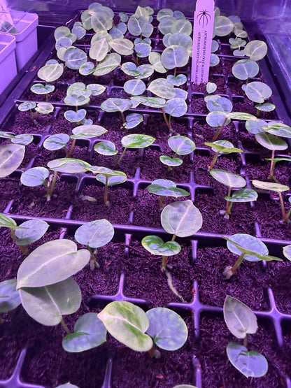 Anthurium Red Crystallinum Mohawk x Labyrinth - Small Seedlings - Granthuriums