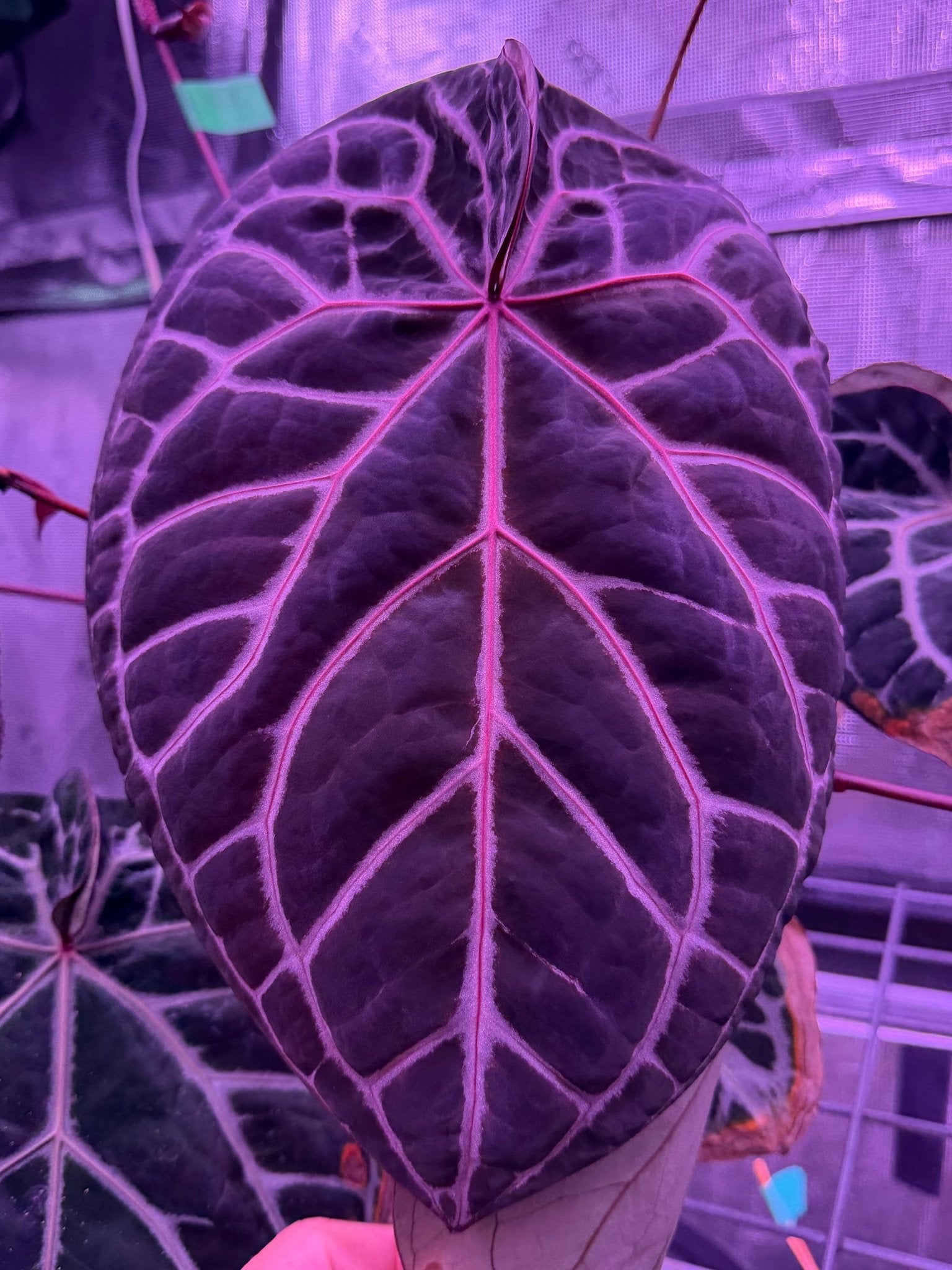 Rare Anthurium Hybrids | Granthuriums