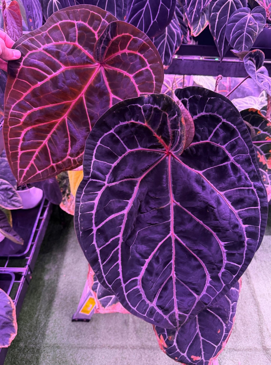 Anthurium Red crystallinum premium x SKG Red crystallinum - Granthuriums