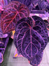 Anthurium Red crystallinum premium x SKG Red crystallinum - Granthuriums