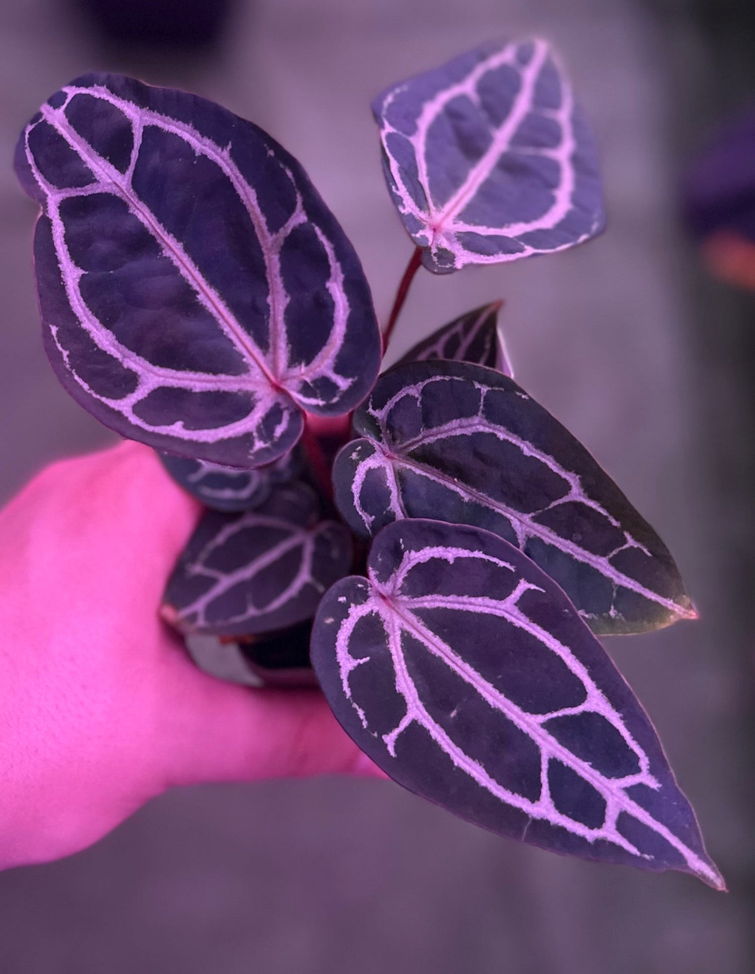 Anthurium Red crystallinum premium x SKG Red crystallinum - Granthuriums