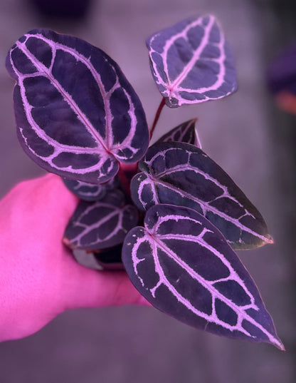 Anthurium Red crystallinum premium x SKG Red crystallinum - Granthuriums