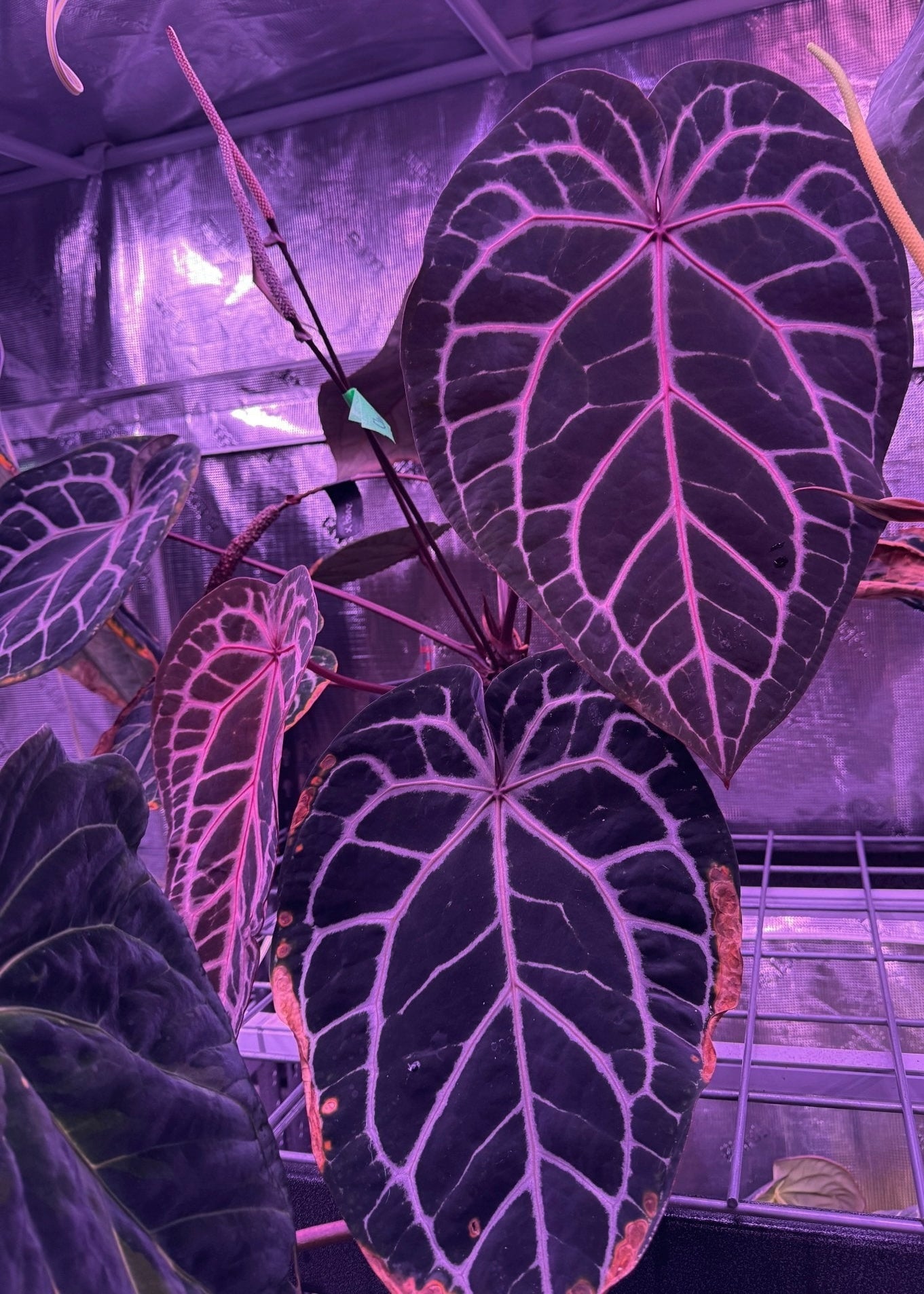New Anthurium Arrivals | Granthuriums