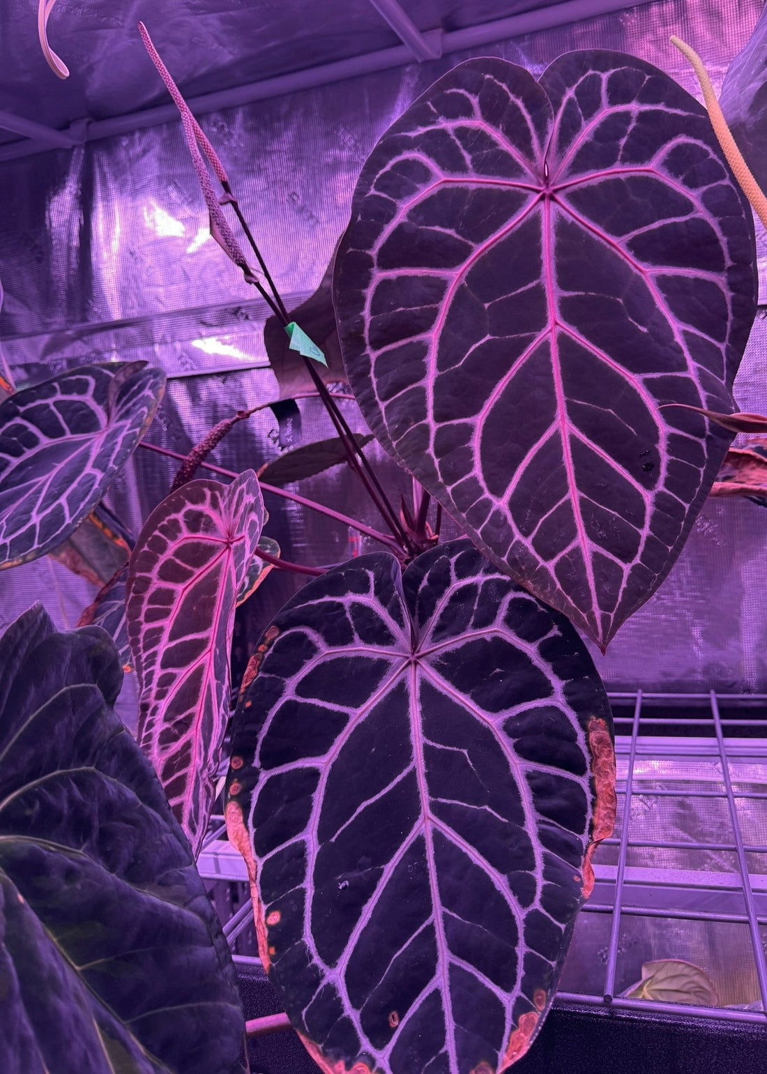 Anthurium Red crystallinum premium x SKG Red crystallinum - Granthuriums