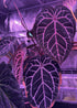 Anthurium Red crystallinum premium x SKG Red crystallinum - Granthuriums