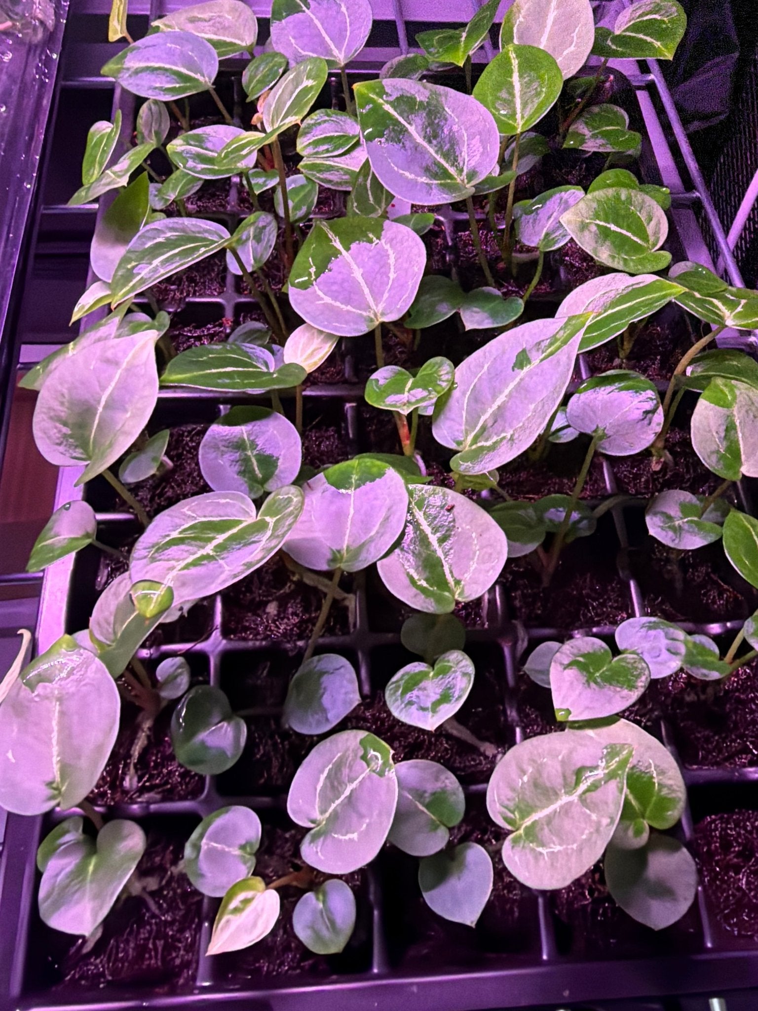 Anthurium Red Crystallinum x Heinz—Seedlings – Granthuriums