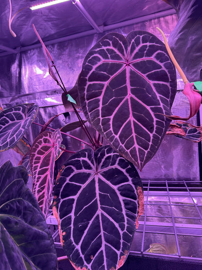 red leaf anthurium Anthurium Red Crystallinum x Heinz—Seedlings – Granthuriums