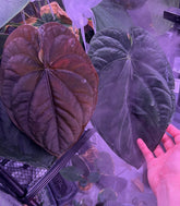 Anthurium RG Dressleri F2 Dark Clone x Antolakii Dark Star - Granthuriums